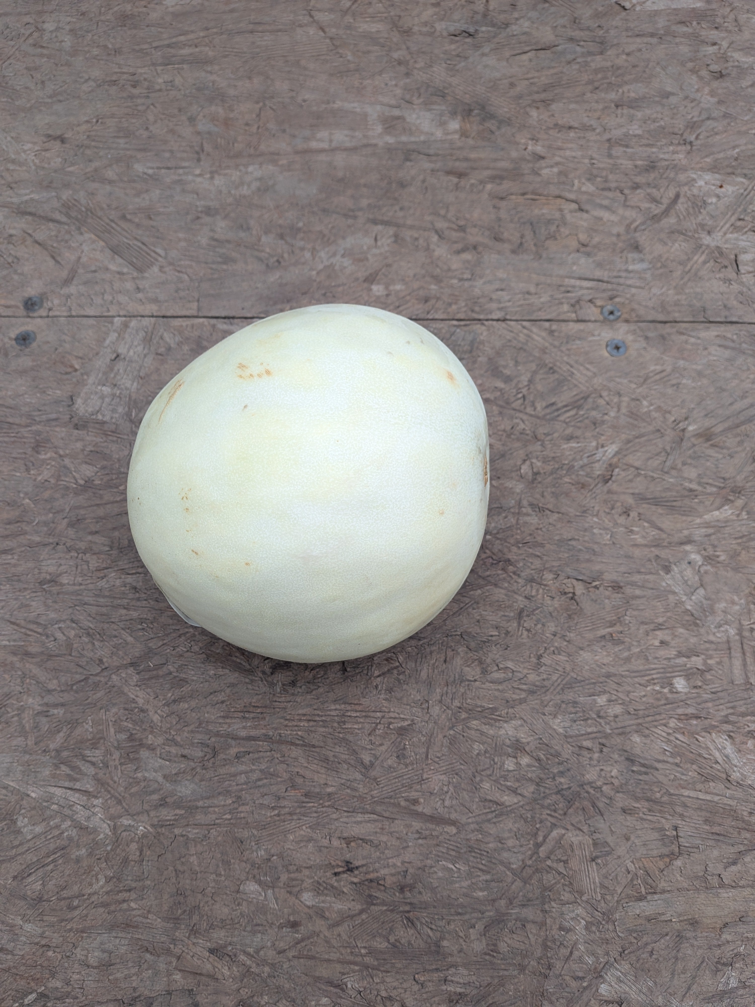 Honeydew 5 count