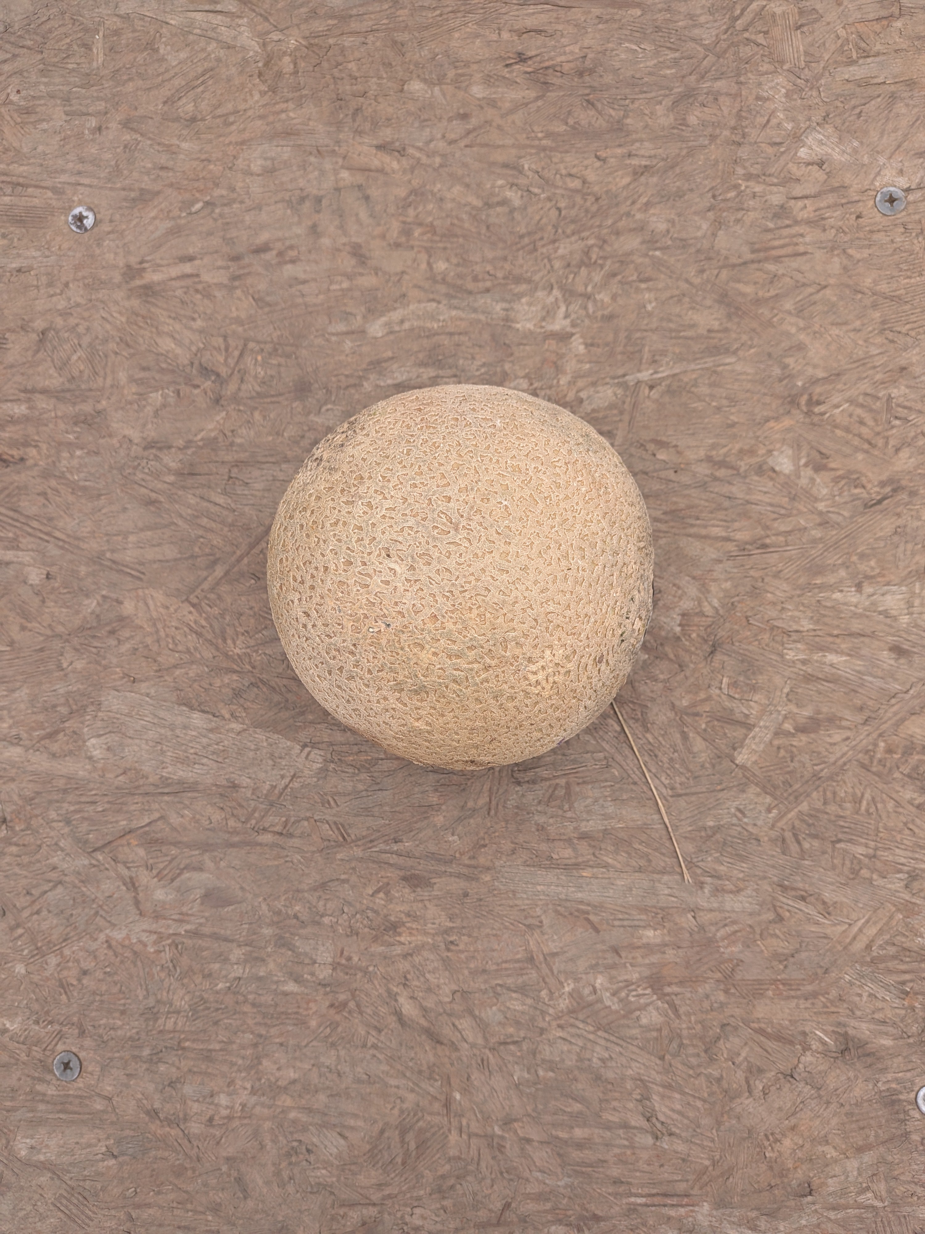Cantaloupe 12 count