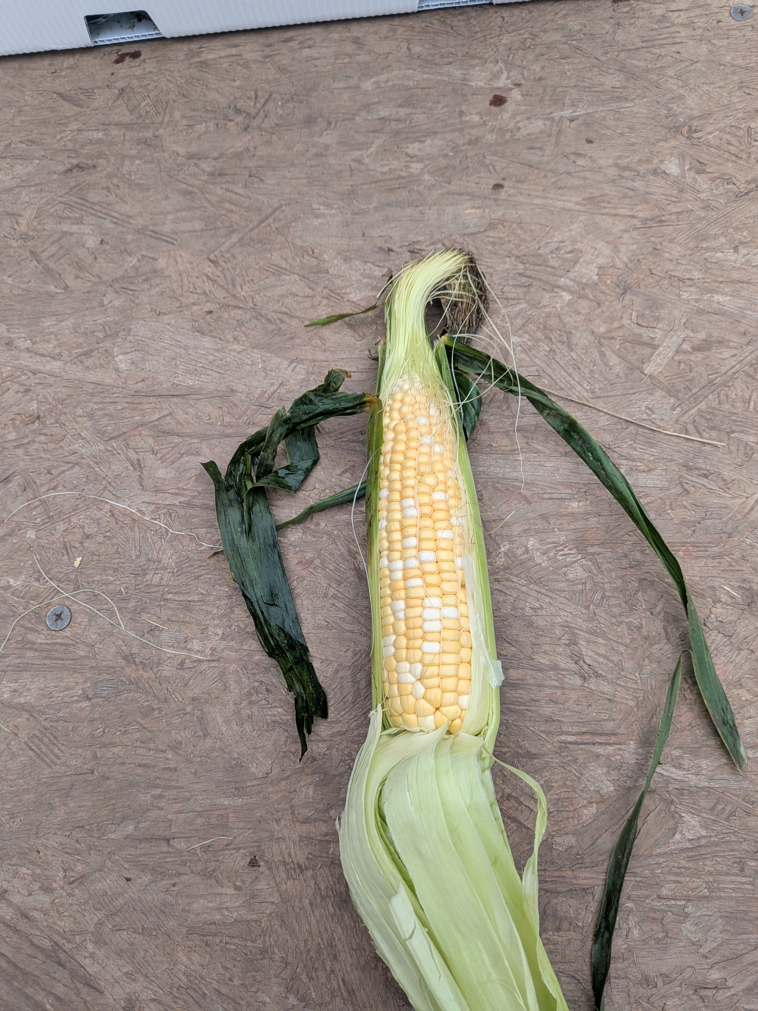 Corn sweet bi color 6 count