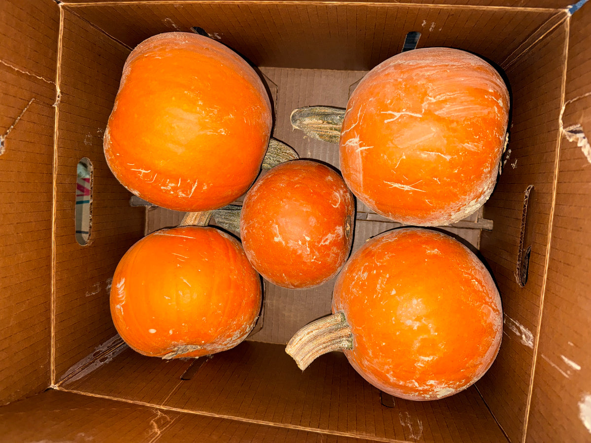 Squash Sweet Pie Pumpkin 20 pounds