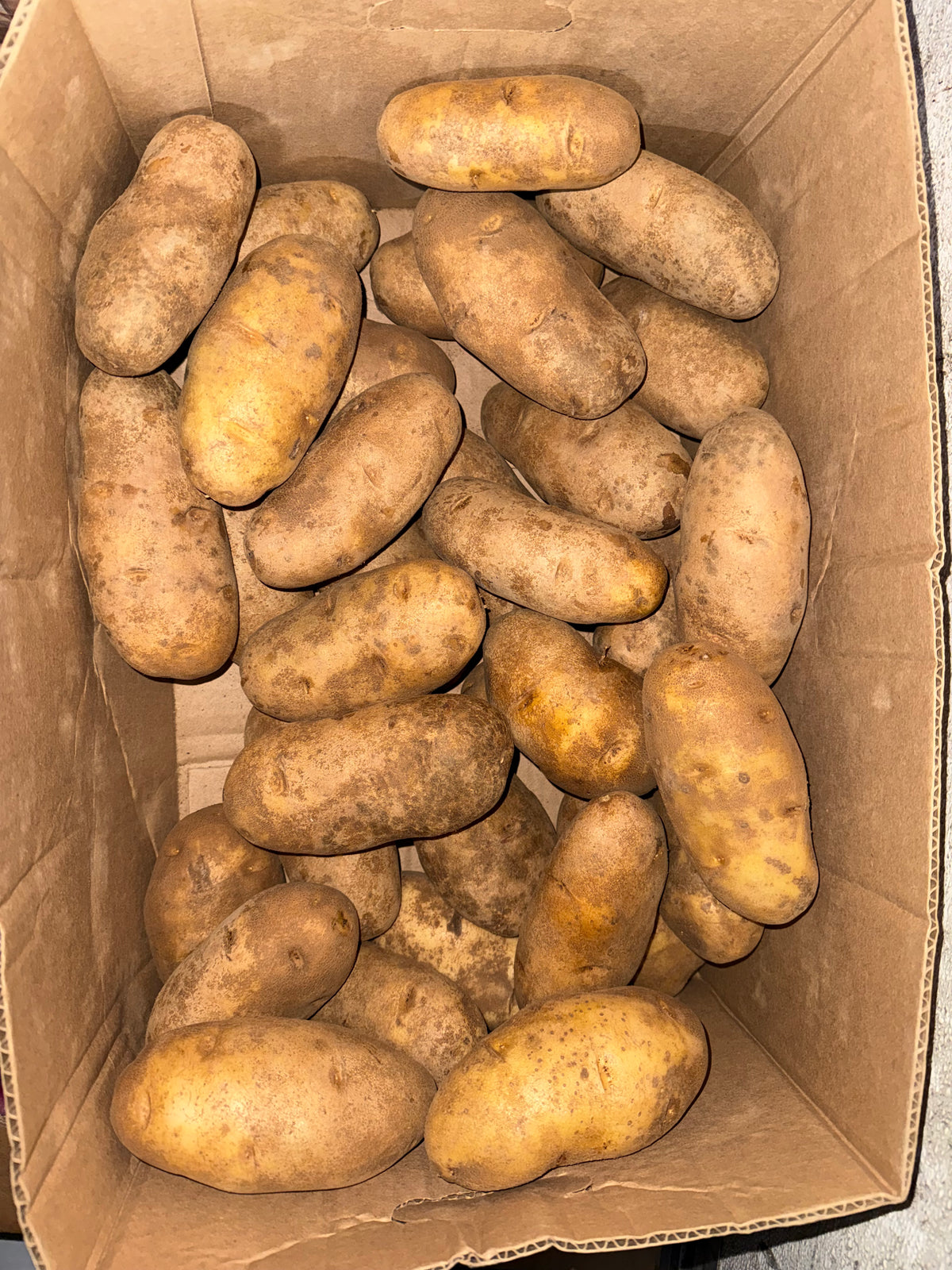 Potato Organic Russet 10lbs