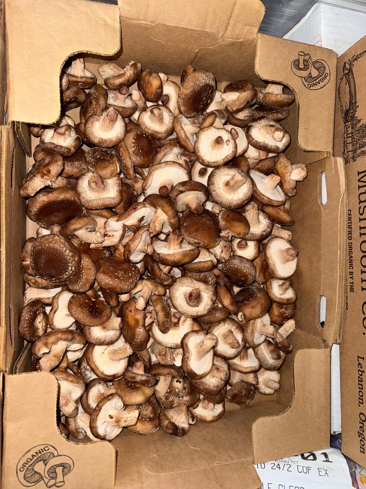 Mushrooms organic Shiitake 5 pounds