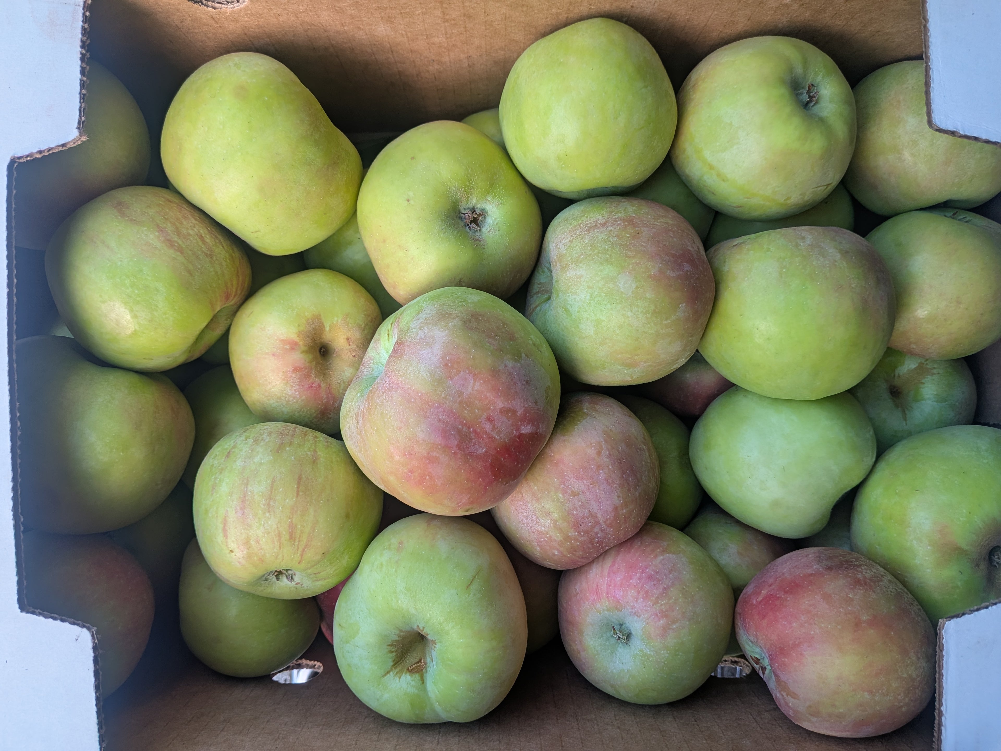 Apples Gravenstein 20 pounds