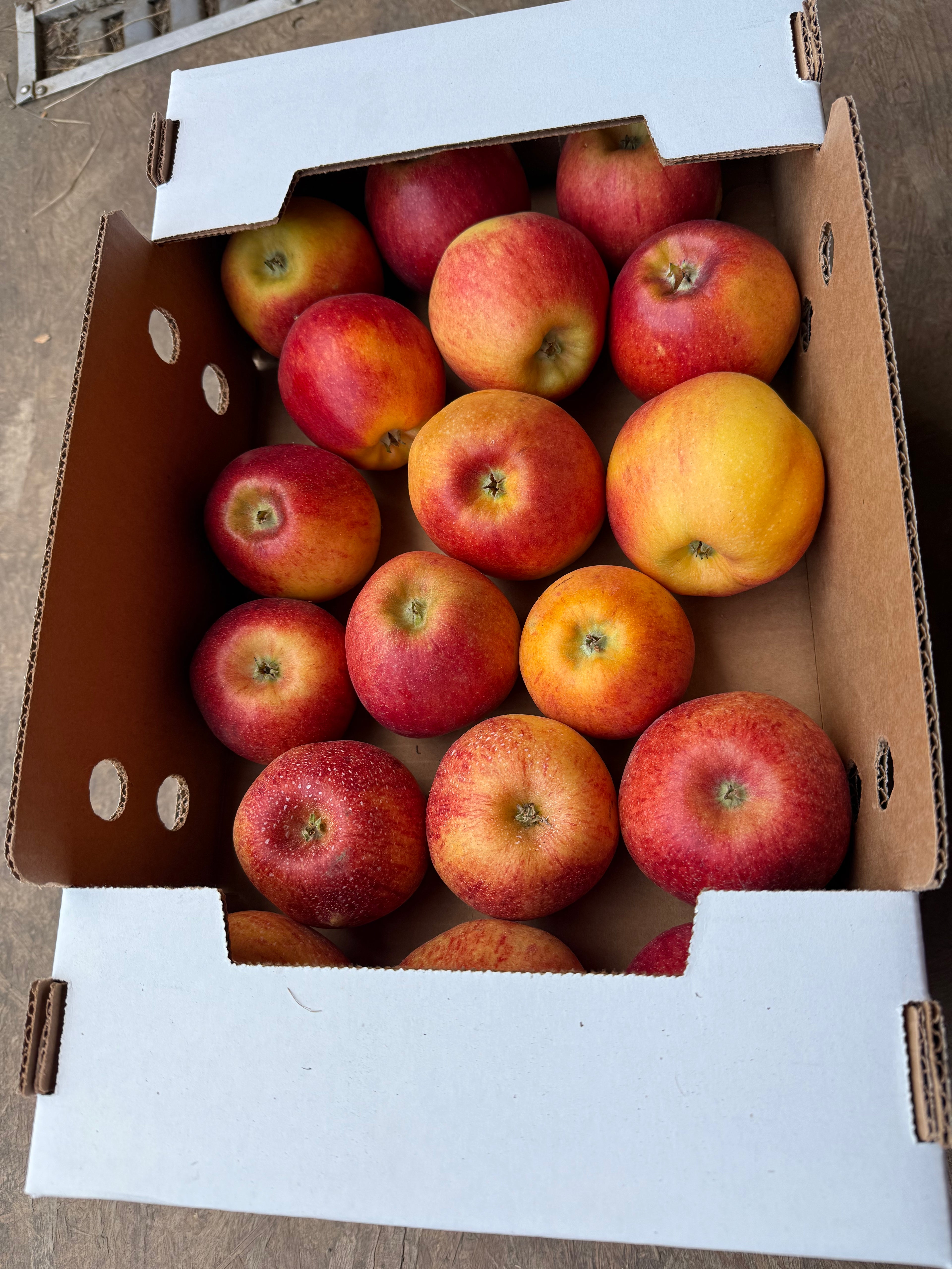 Apples Organic Envy 10 pounds