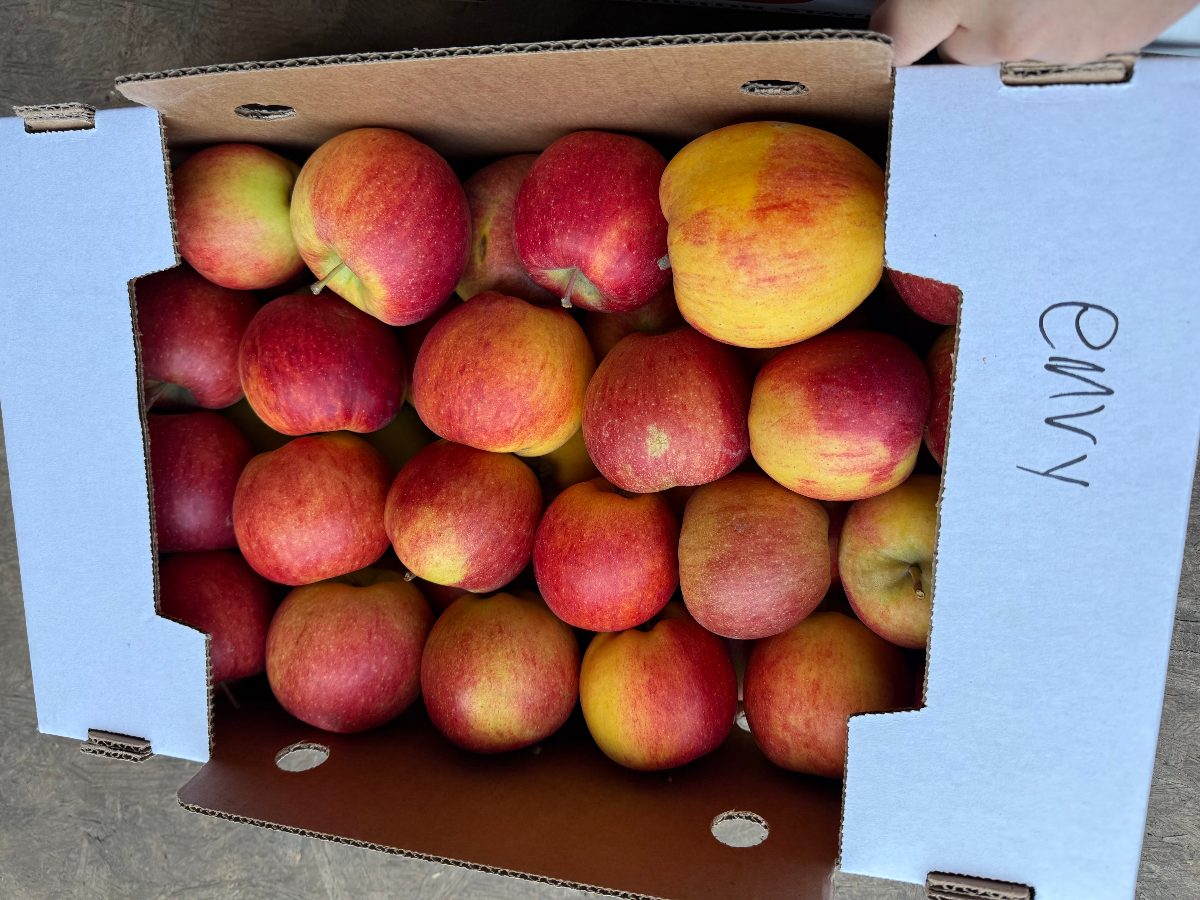 Apples Organic Envy 20 pounds