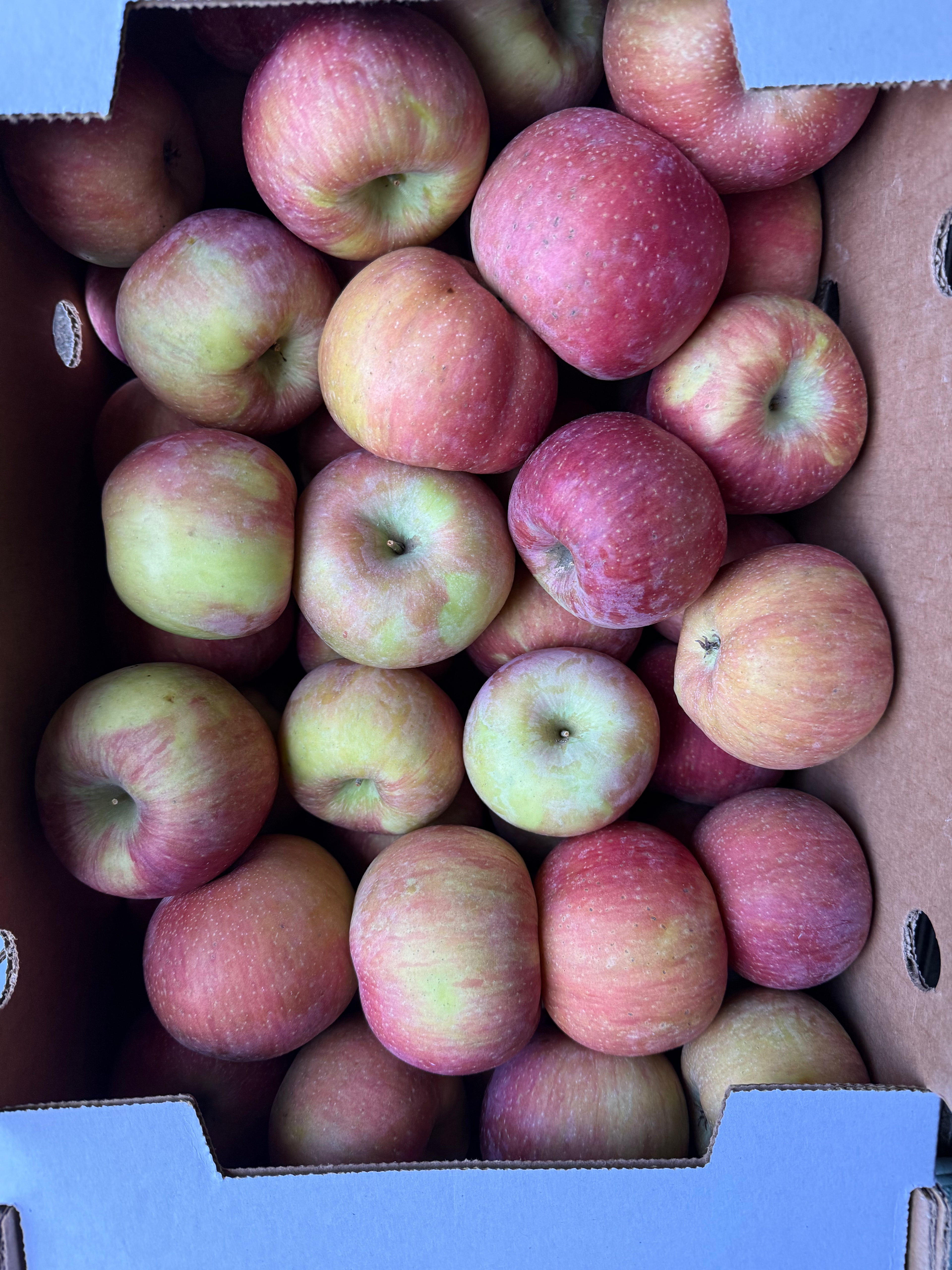 Apples evercrisp 20 pounds