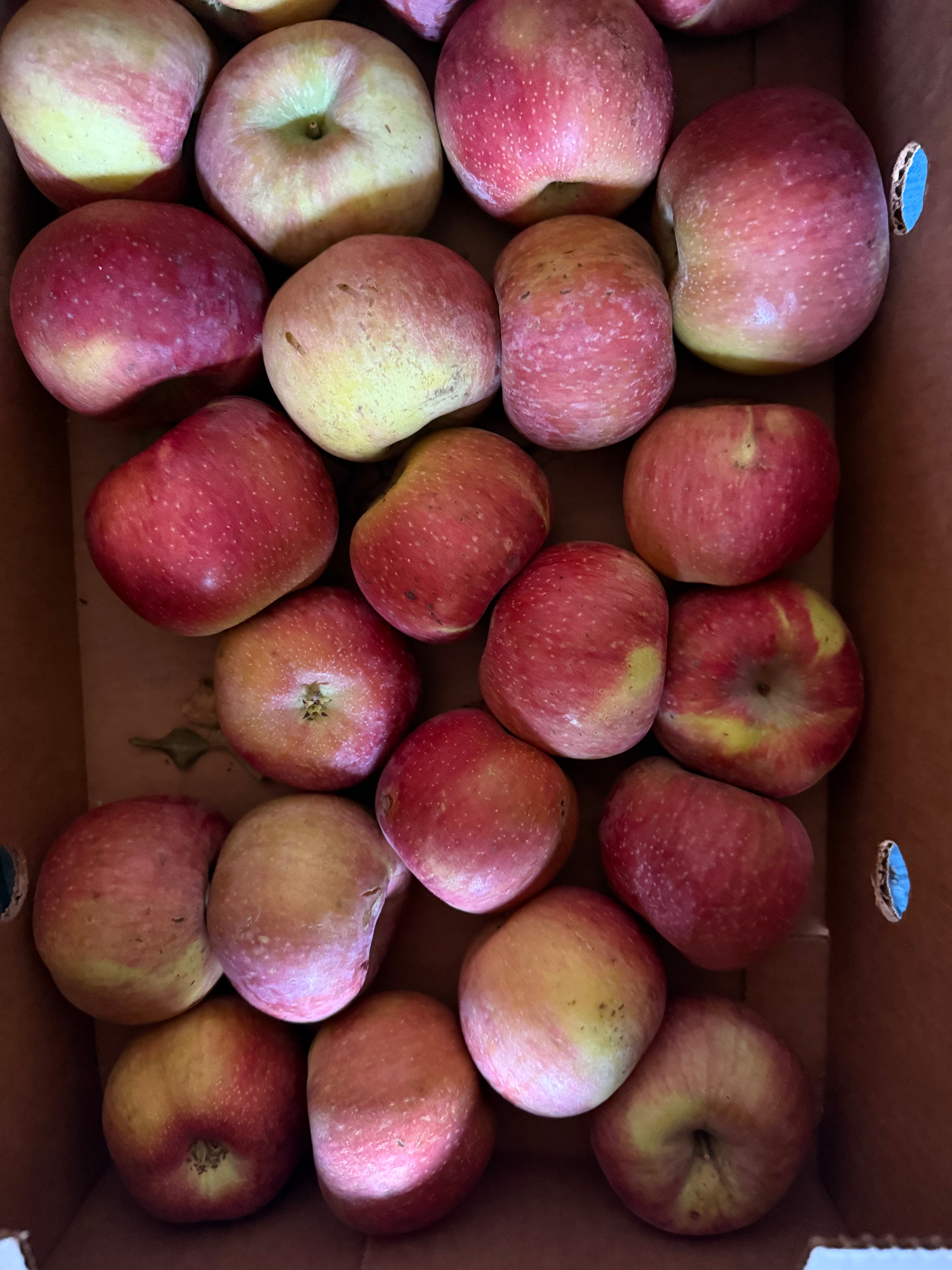 Apples Organic Evercrisp 10 pounds