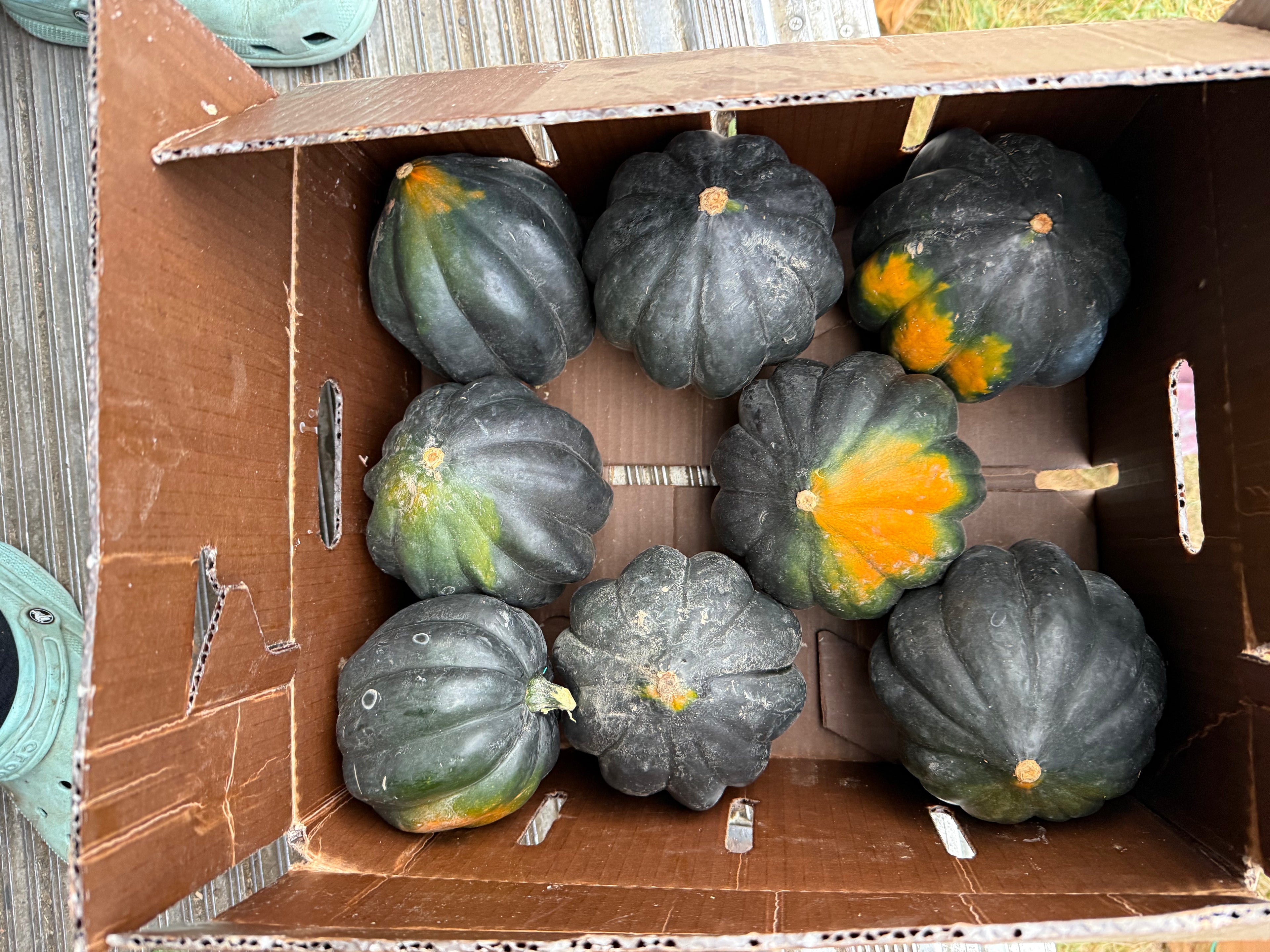 Squash Acorn 20 pounds