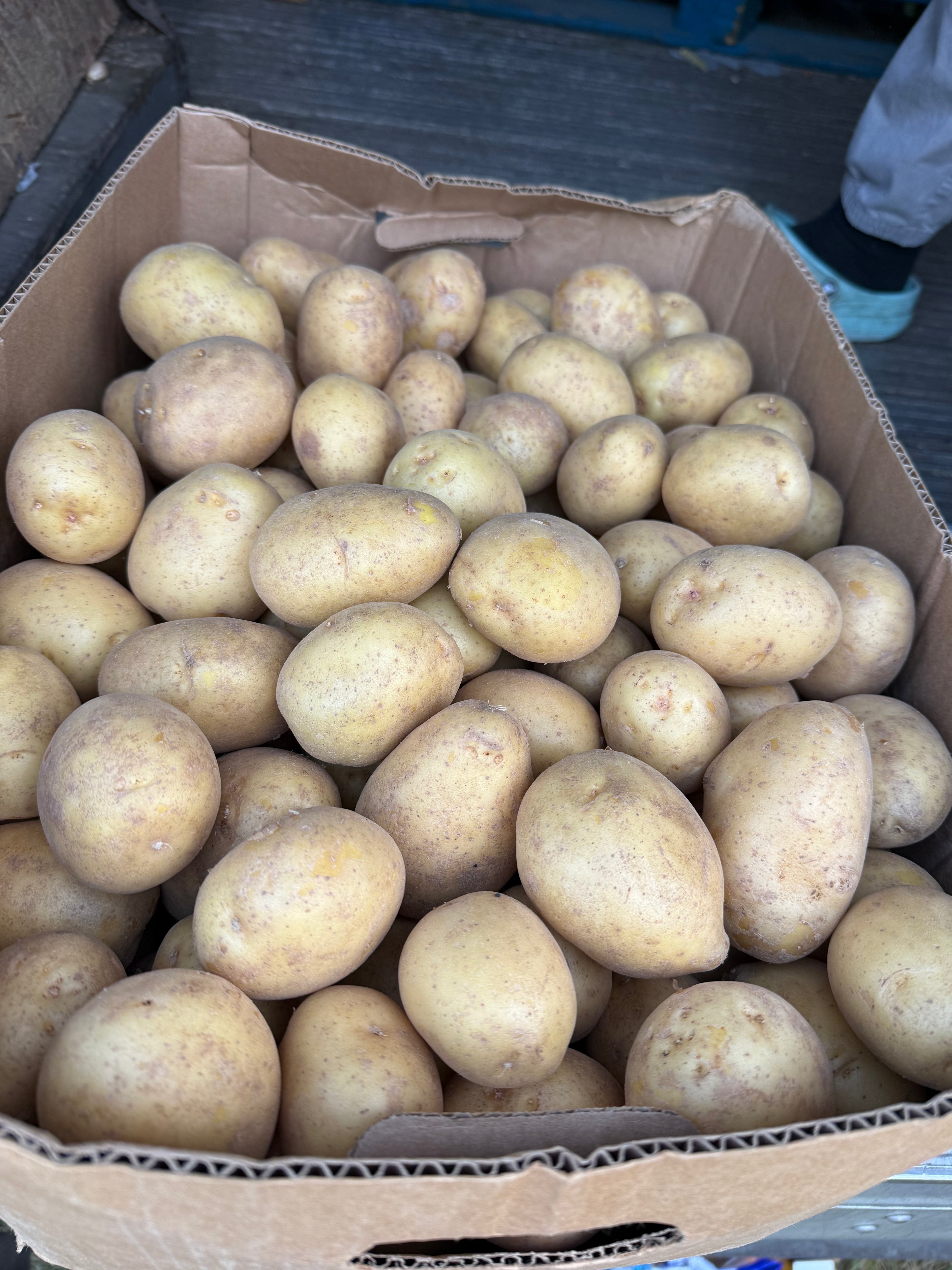 Potato organic yellow 50 pound
