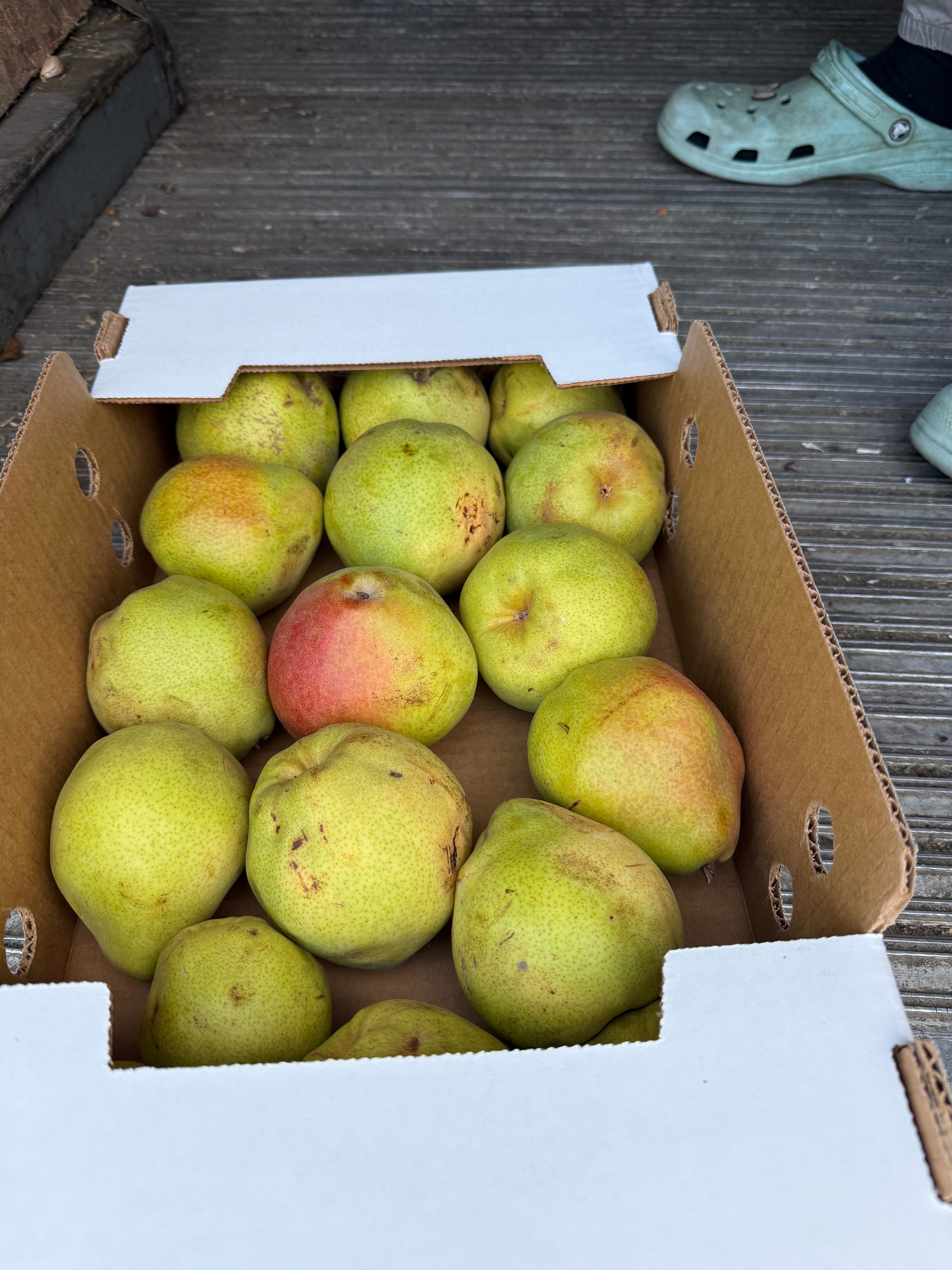 Pears Comice 10 pounds