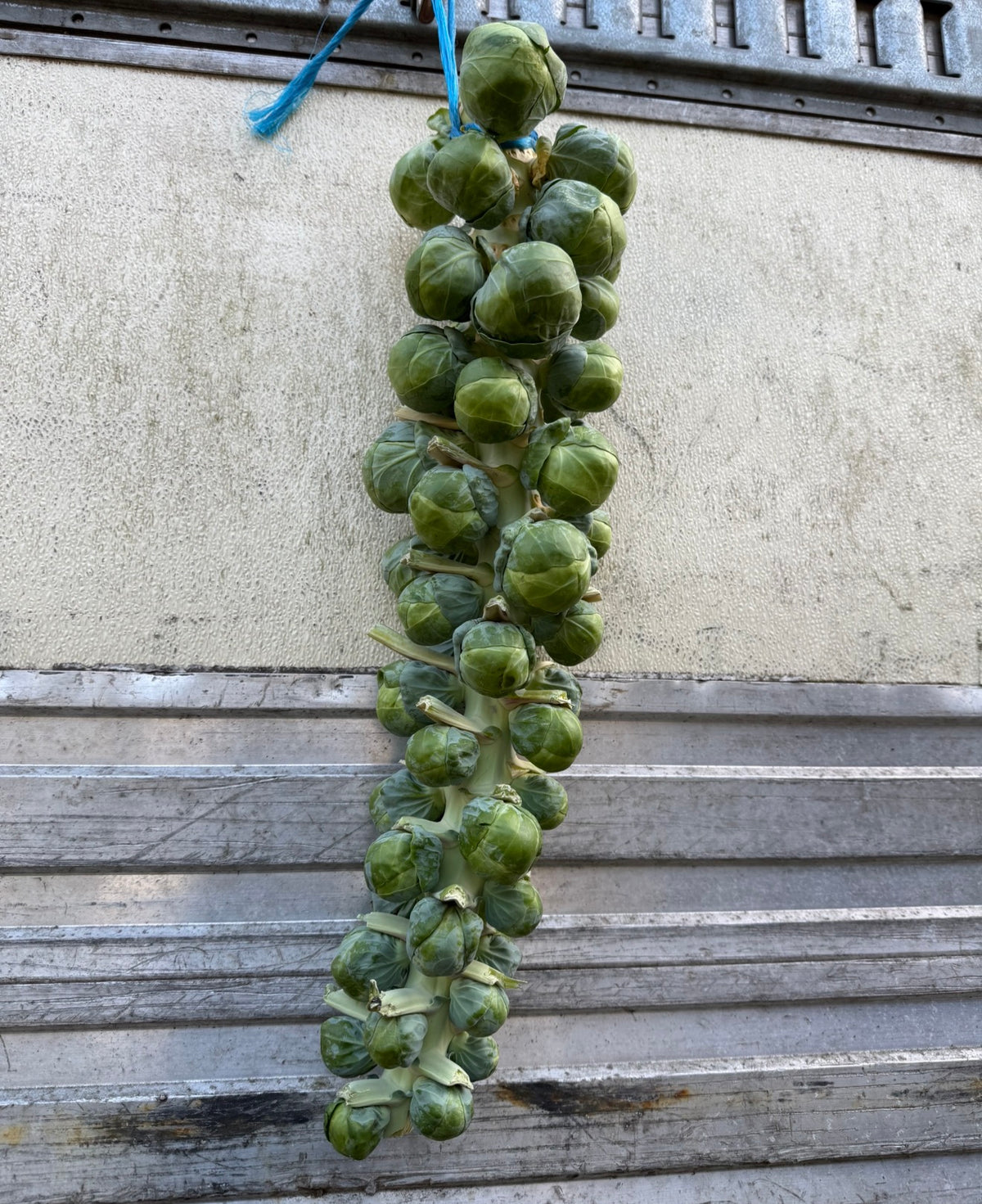 Brussel sprouts 2 stalks
