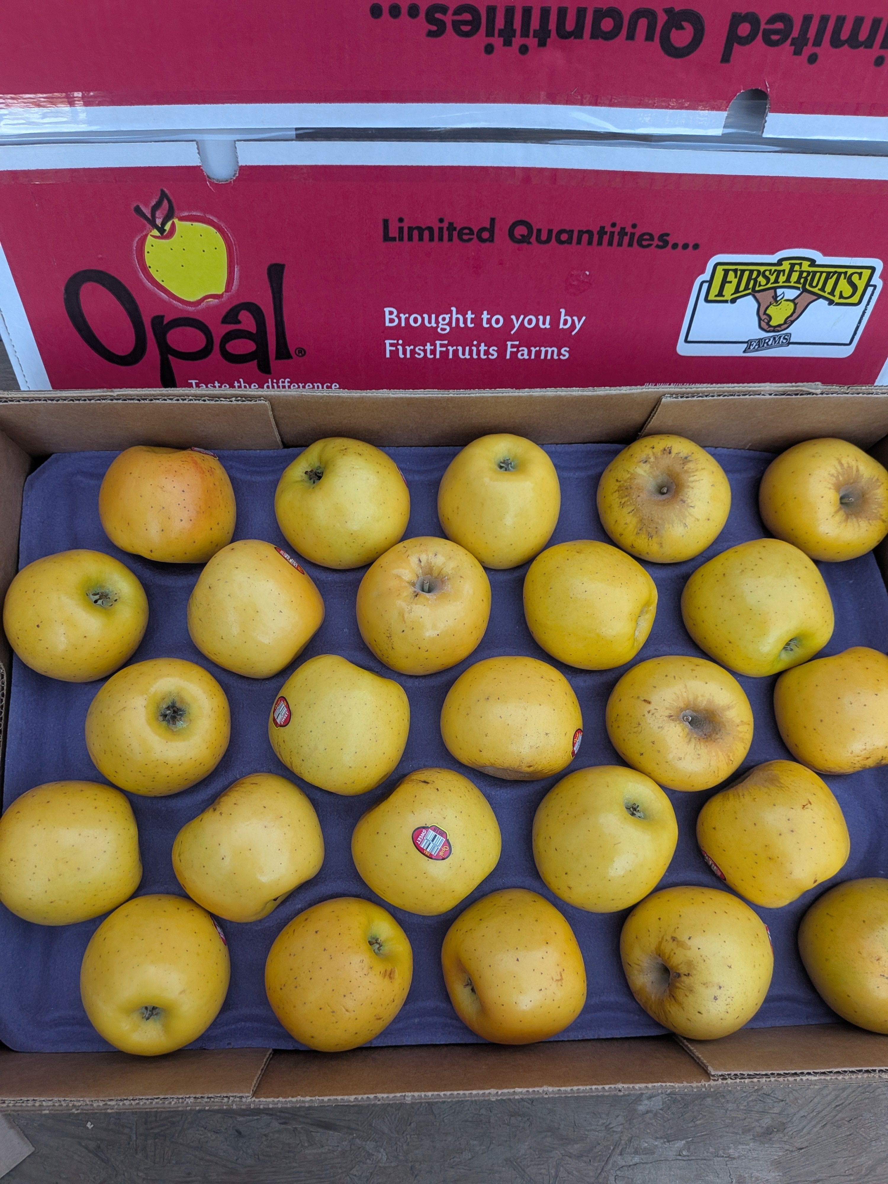 apples Opal 27 pounds Apples