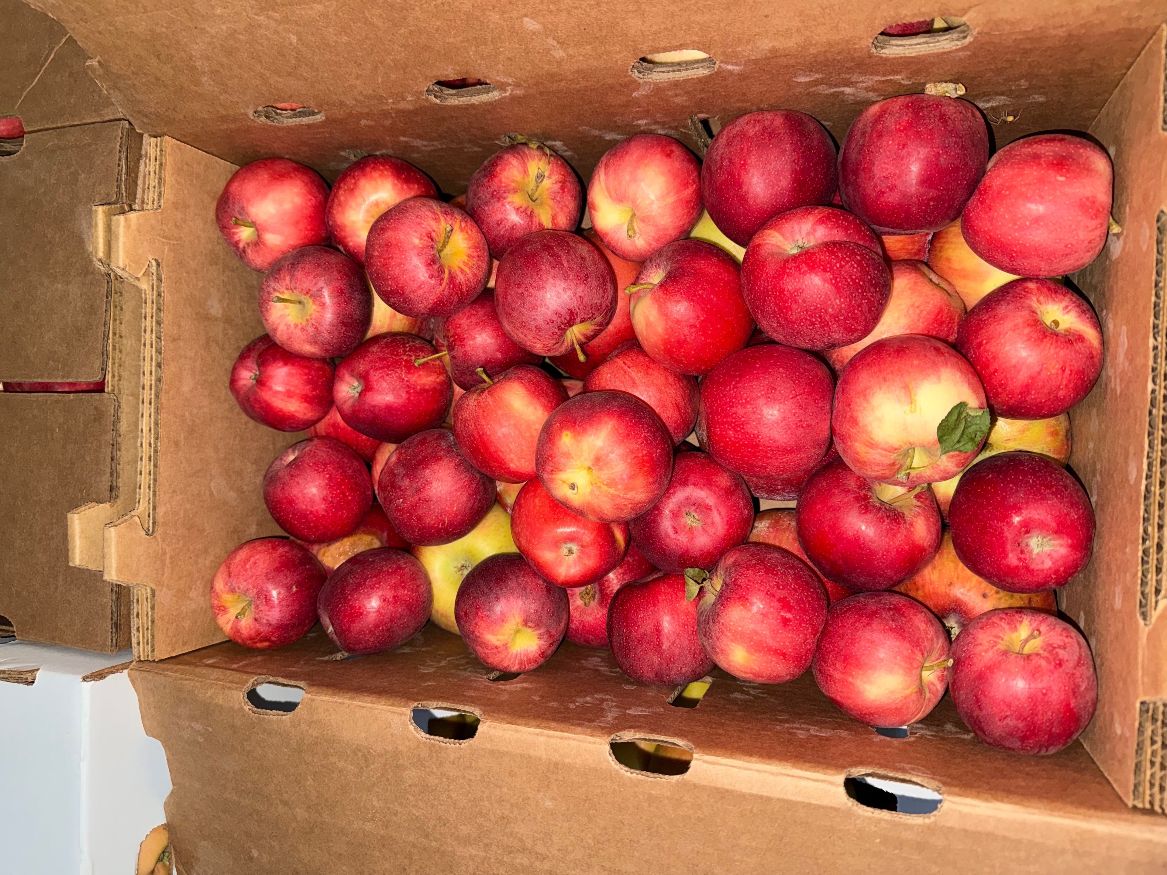 Apples Cider 25 pounds