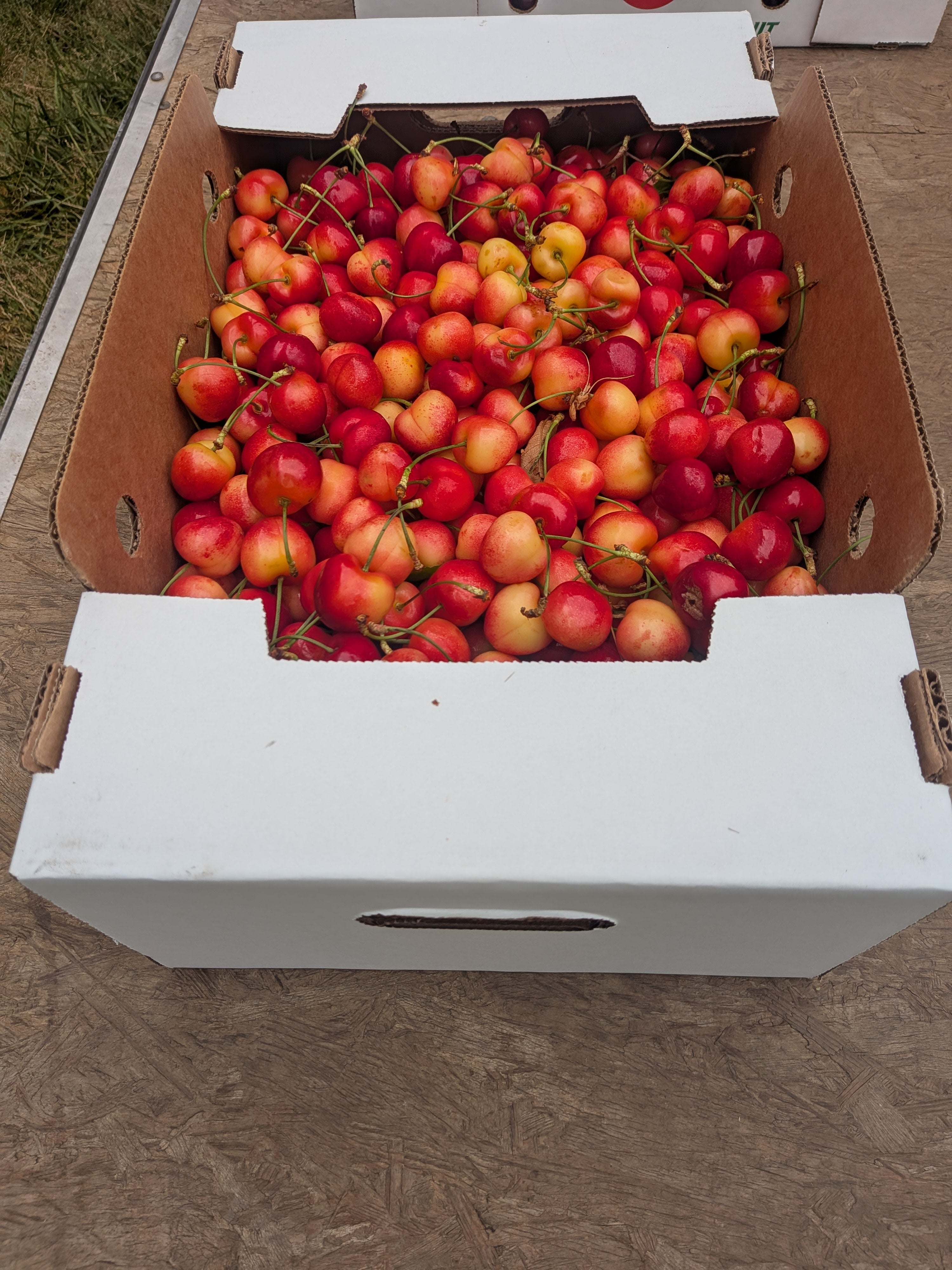 cherries Rainier 20 pounds
