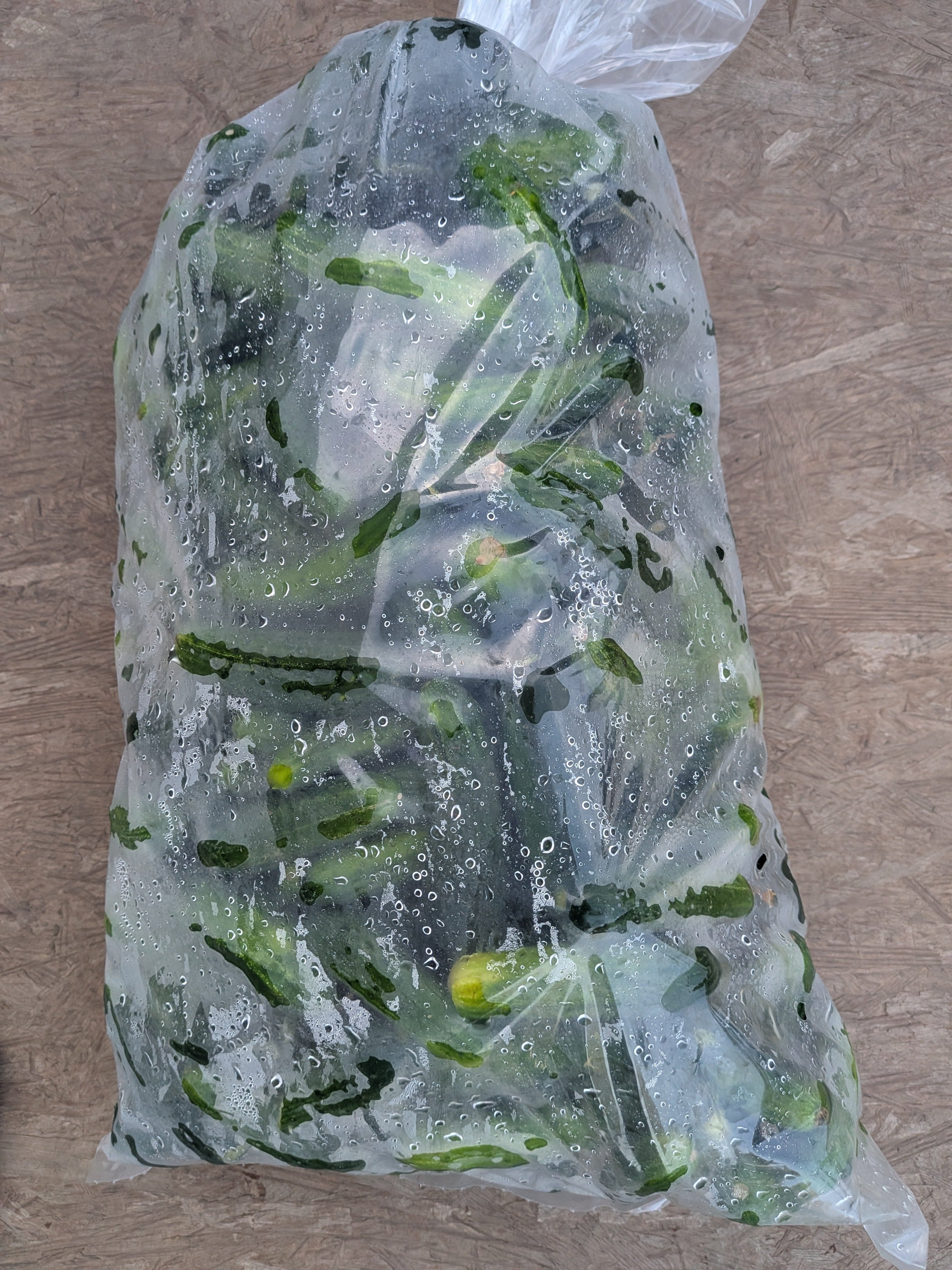 Cucumber Medium size 25 pounds
