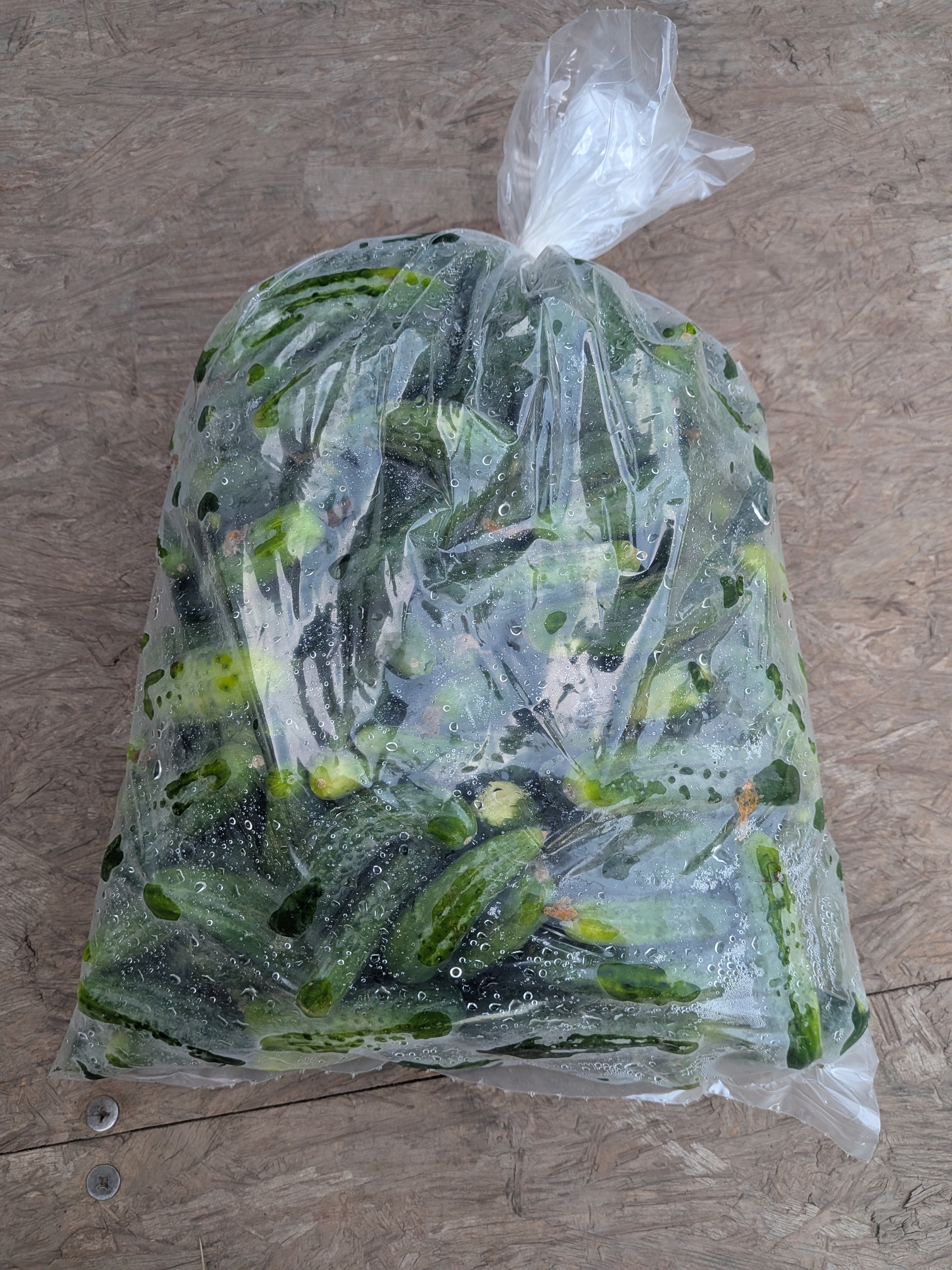 cucumber Gherkin 10 pounds
