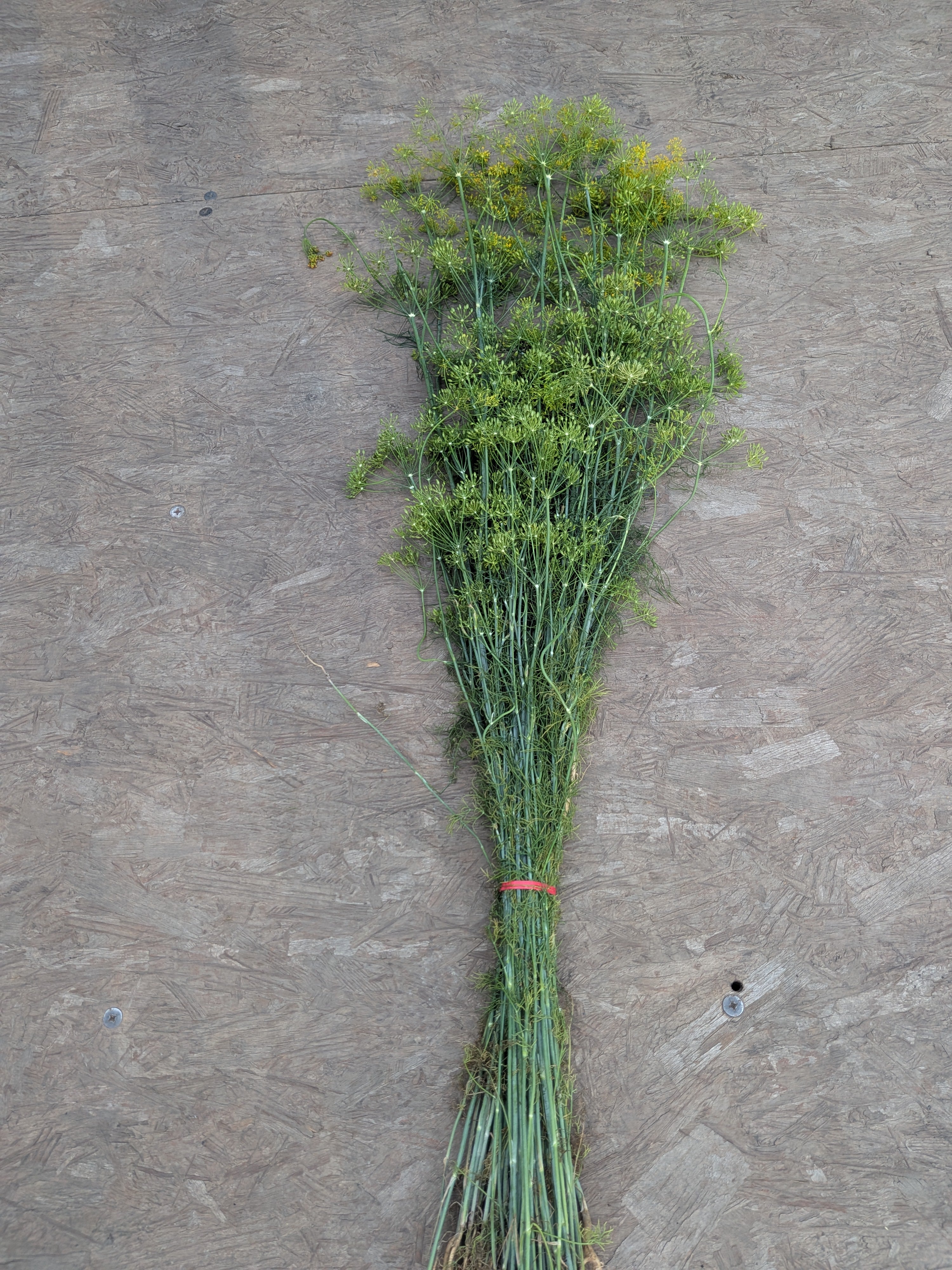 dill 6 stocks