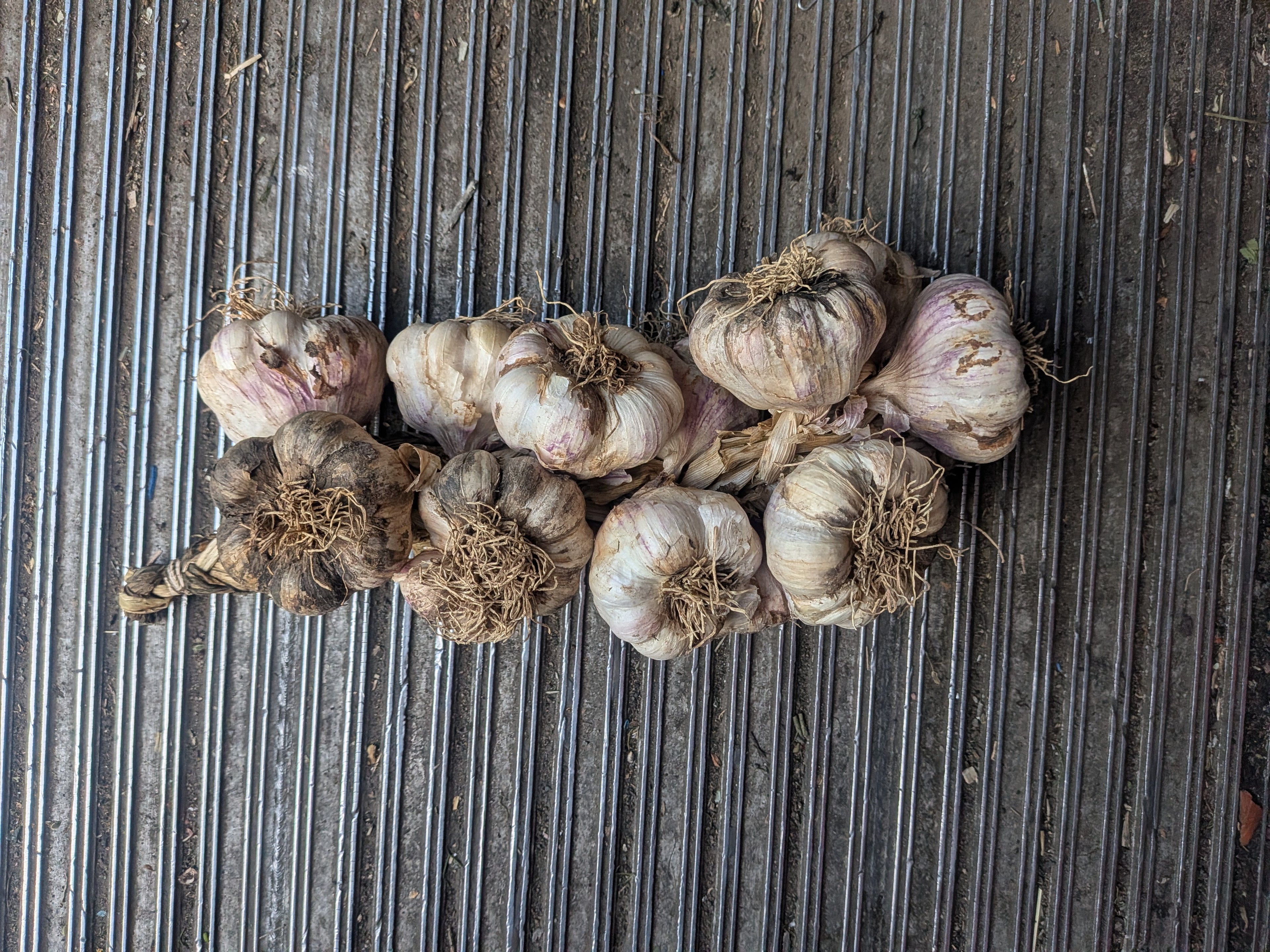 Garlic Braid 13 heads