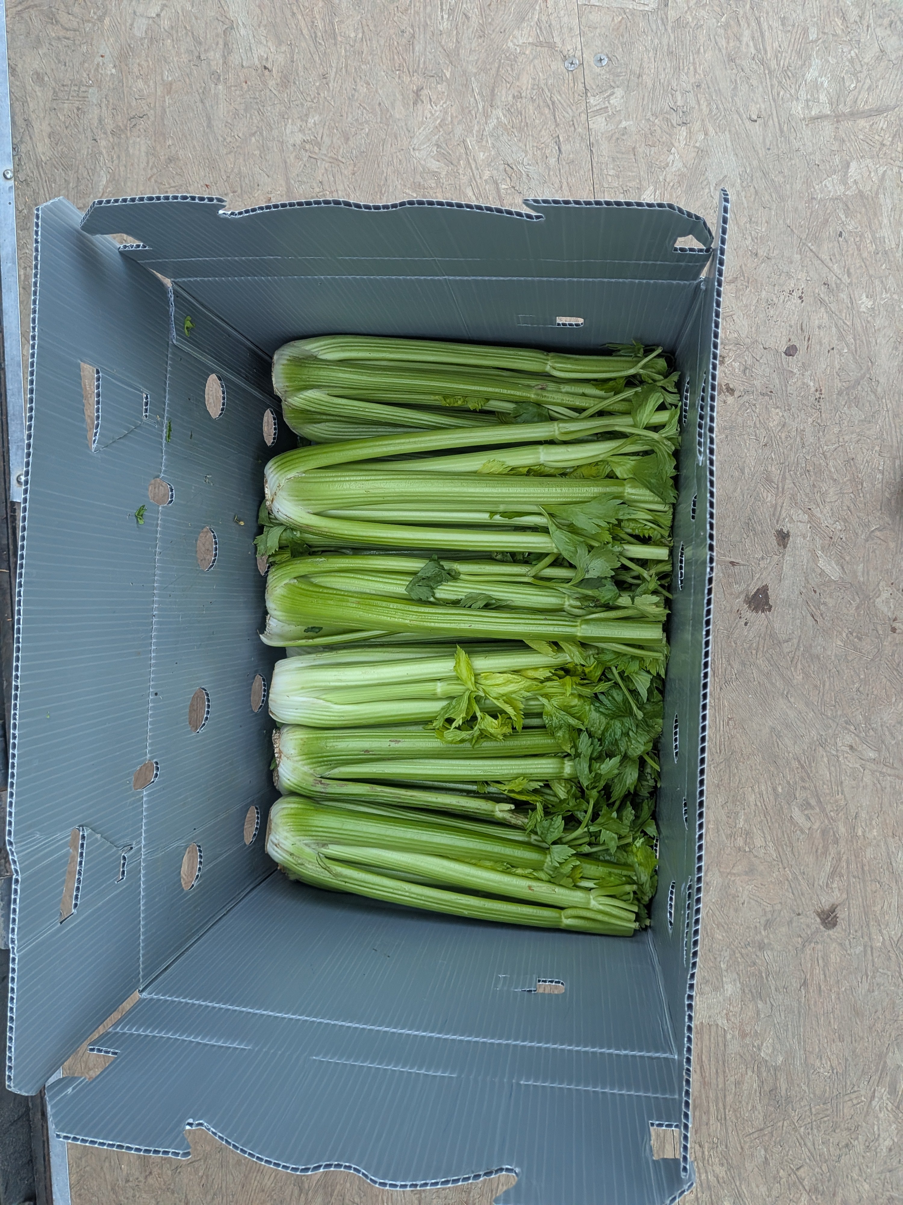 Celery organic 20 pounds Vegetables