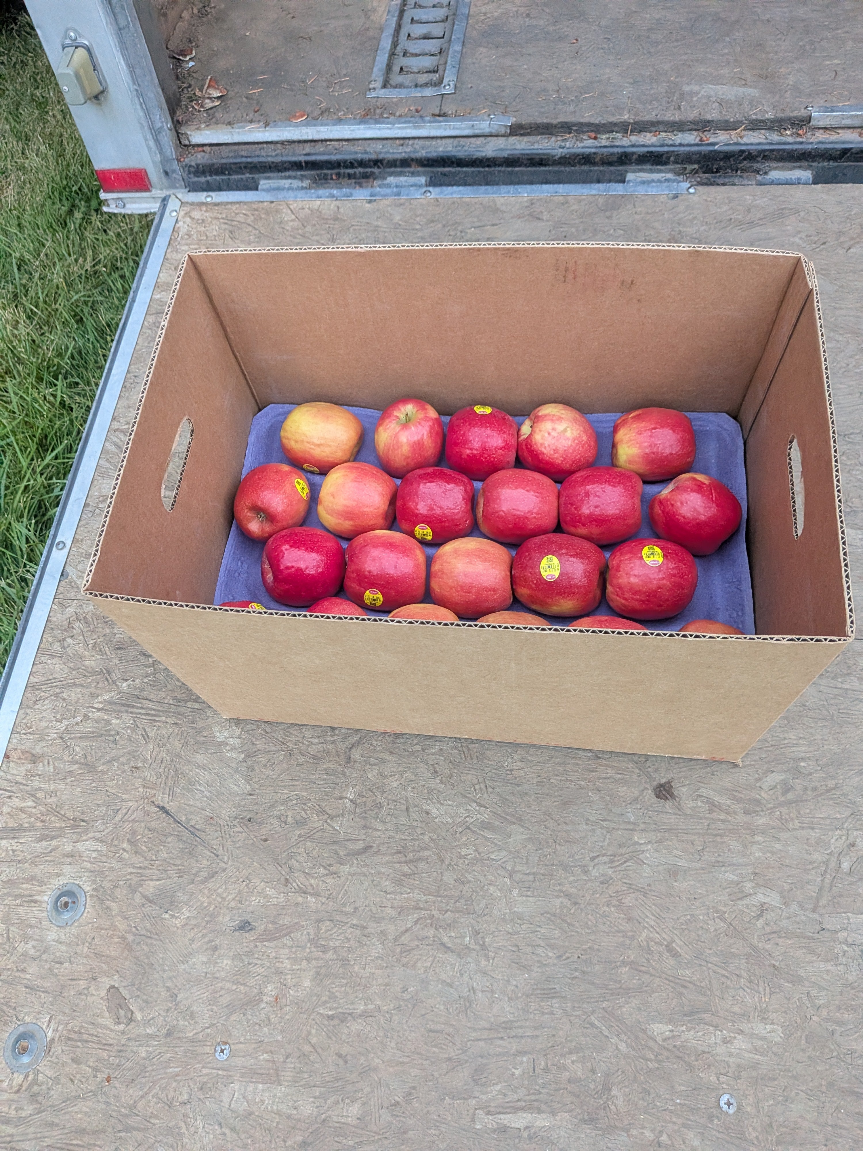 Apples Pink Lady 20 pounds Apples