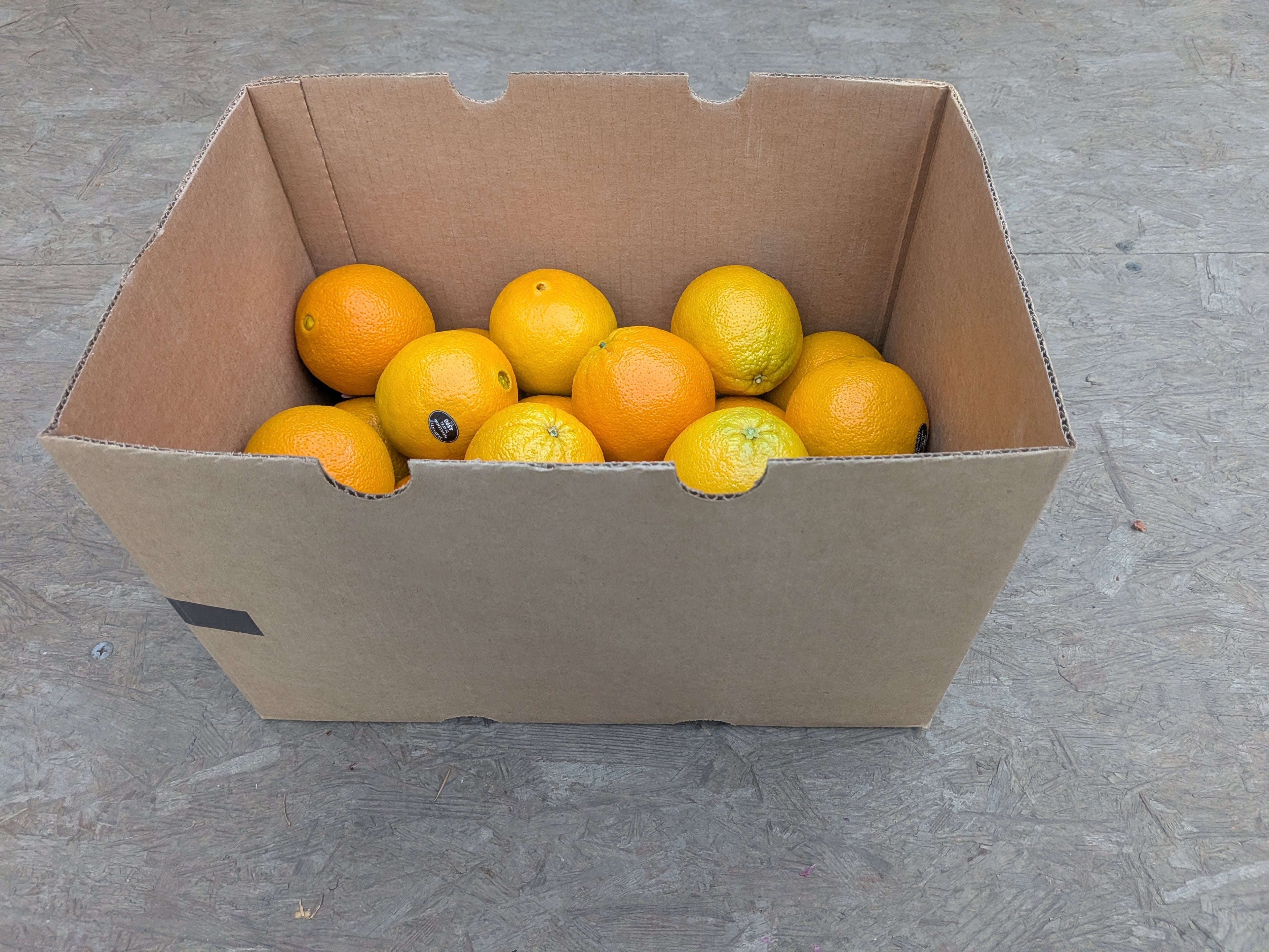 Orange navel heirloom 19 pounds Citrus