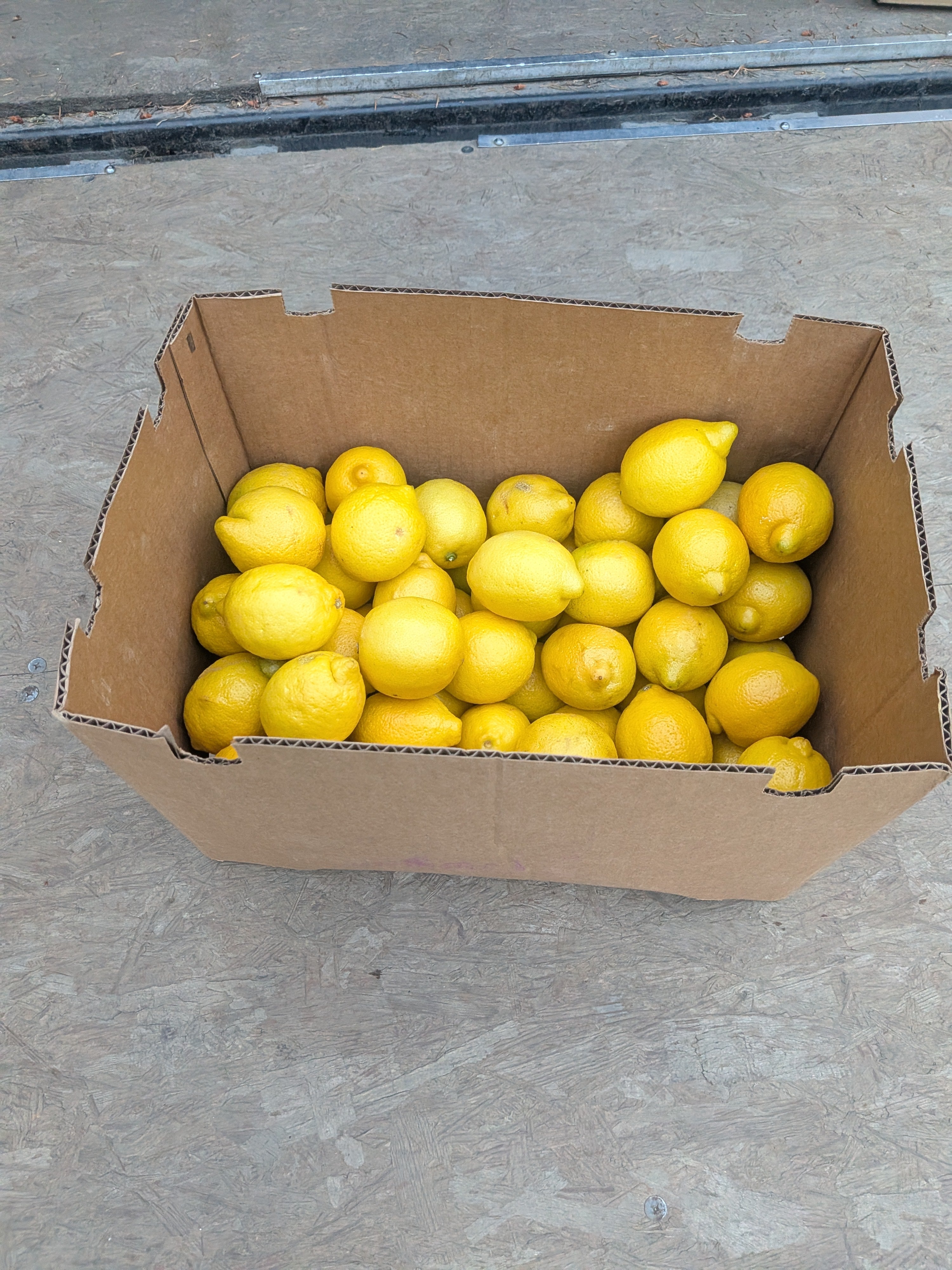 Lemon 20 pounds Citrus