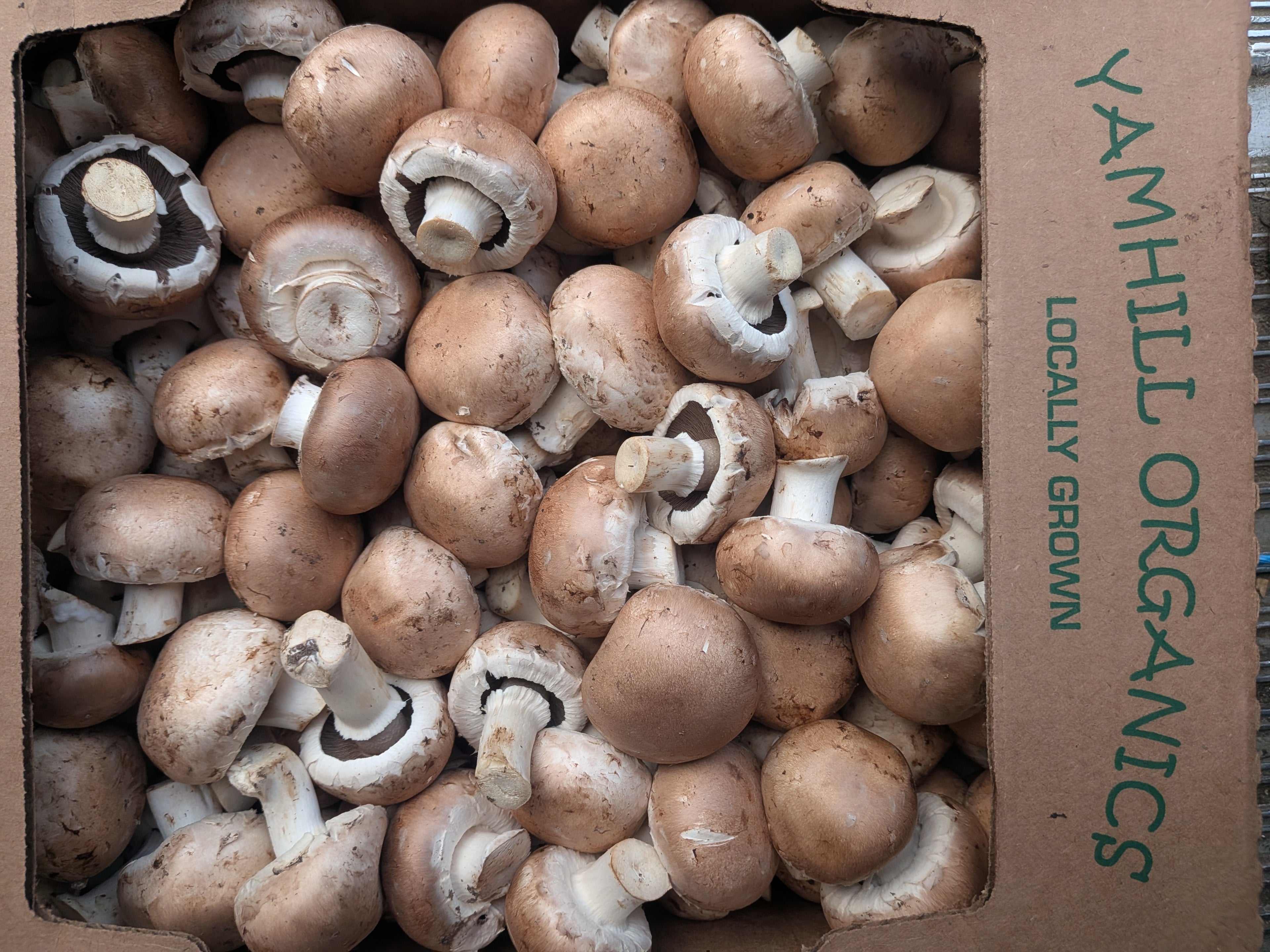 Mushroom Organic Cremini 5 pounds
