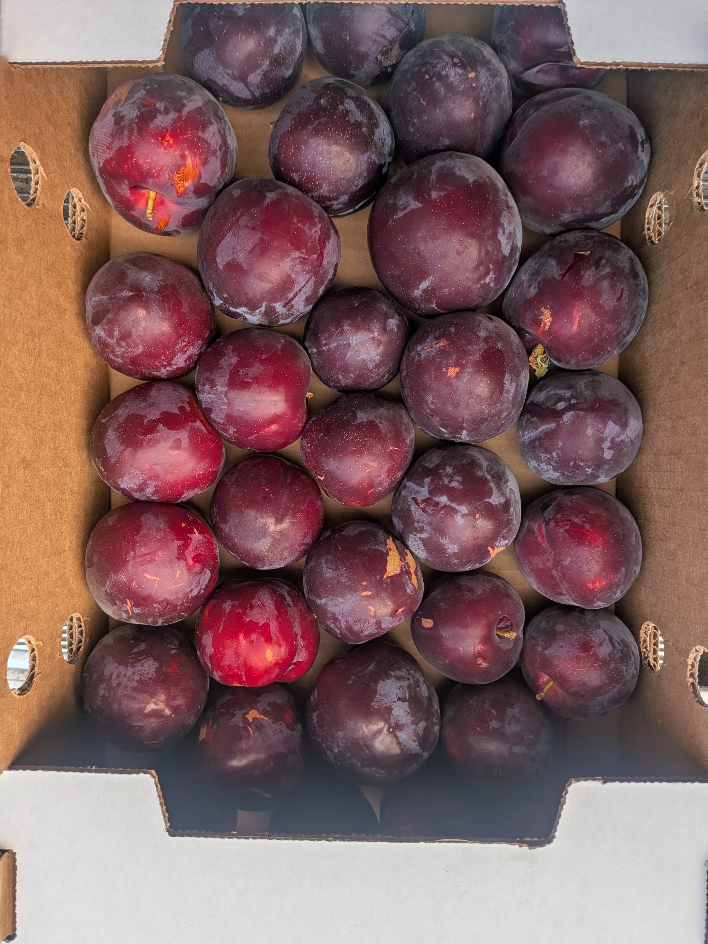 Plums Hiromi 10 pounds