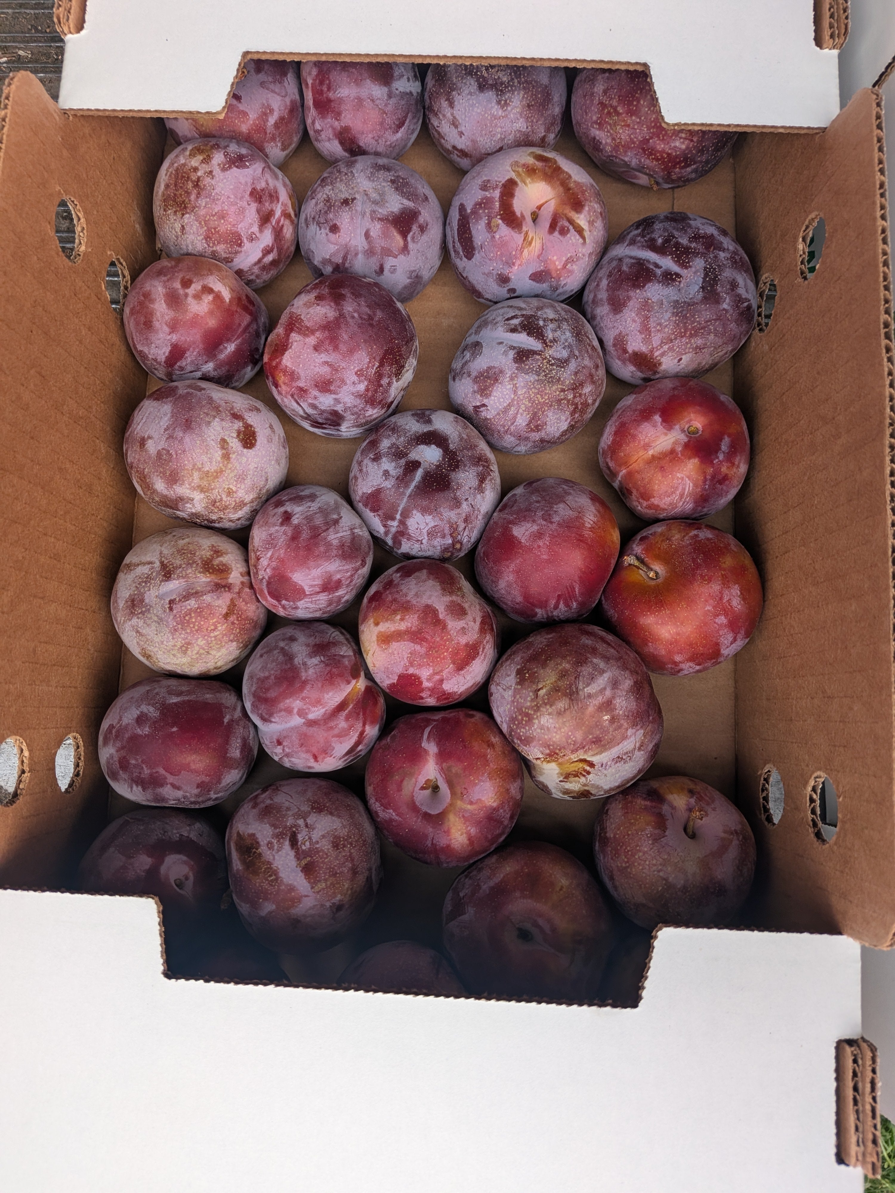 Pluot Ruby Kat 10 pounds