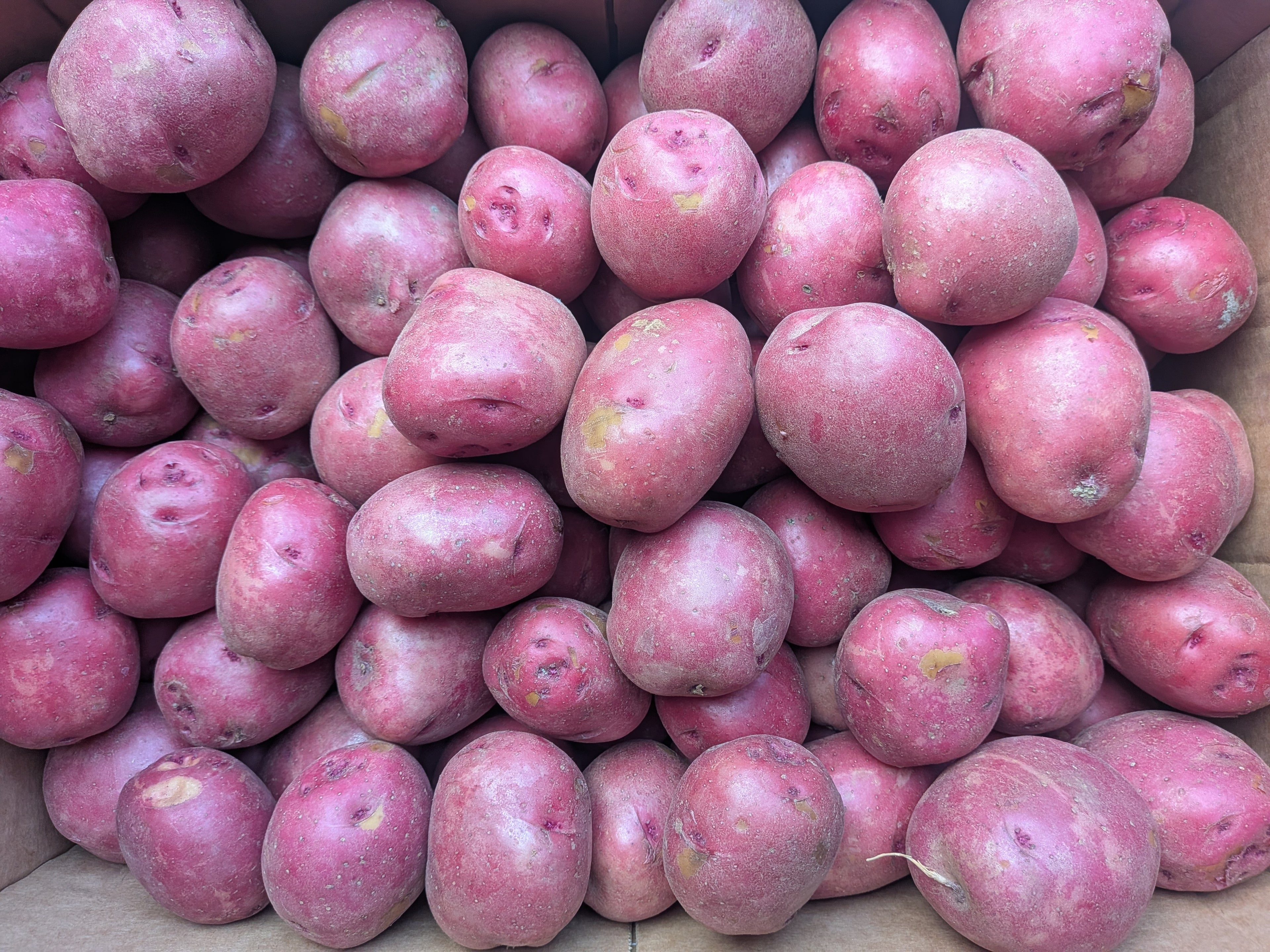 Potato red 50 pounds