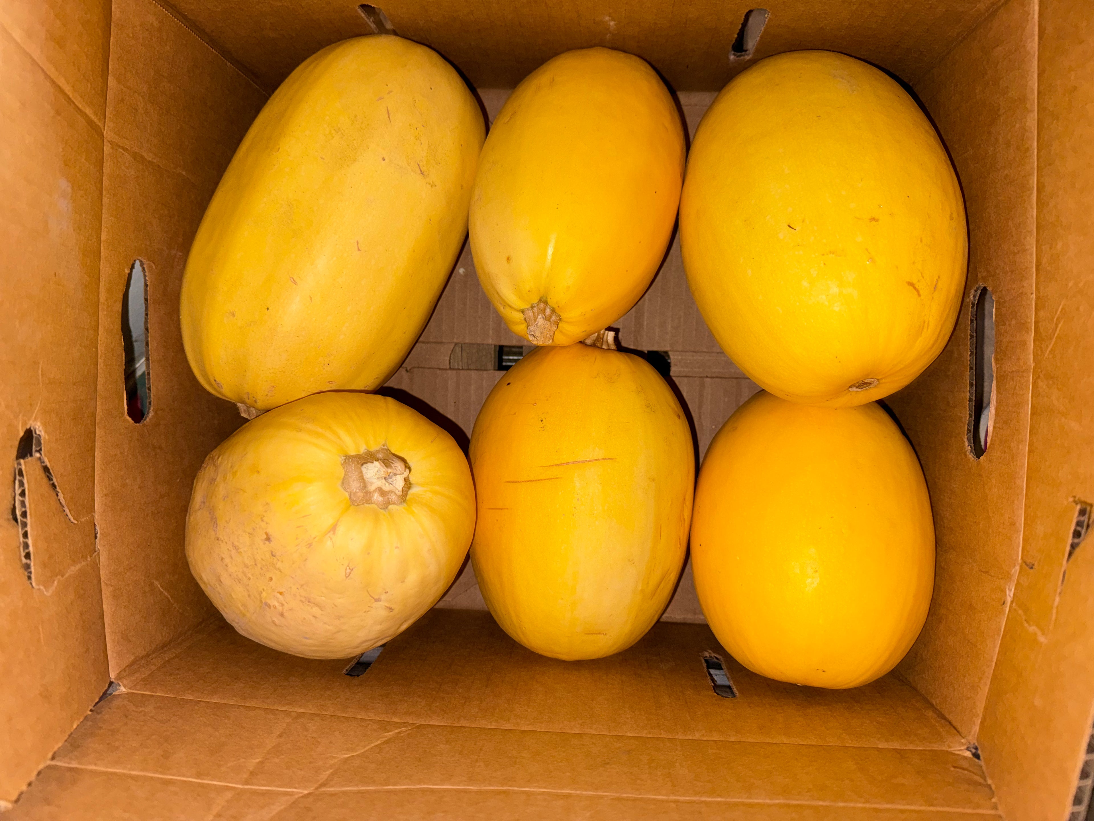 Squash Spaghetti 20 pounds