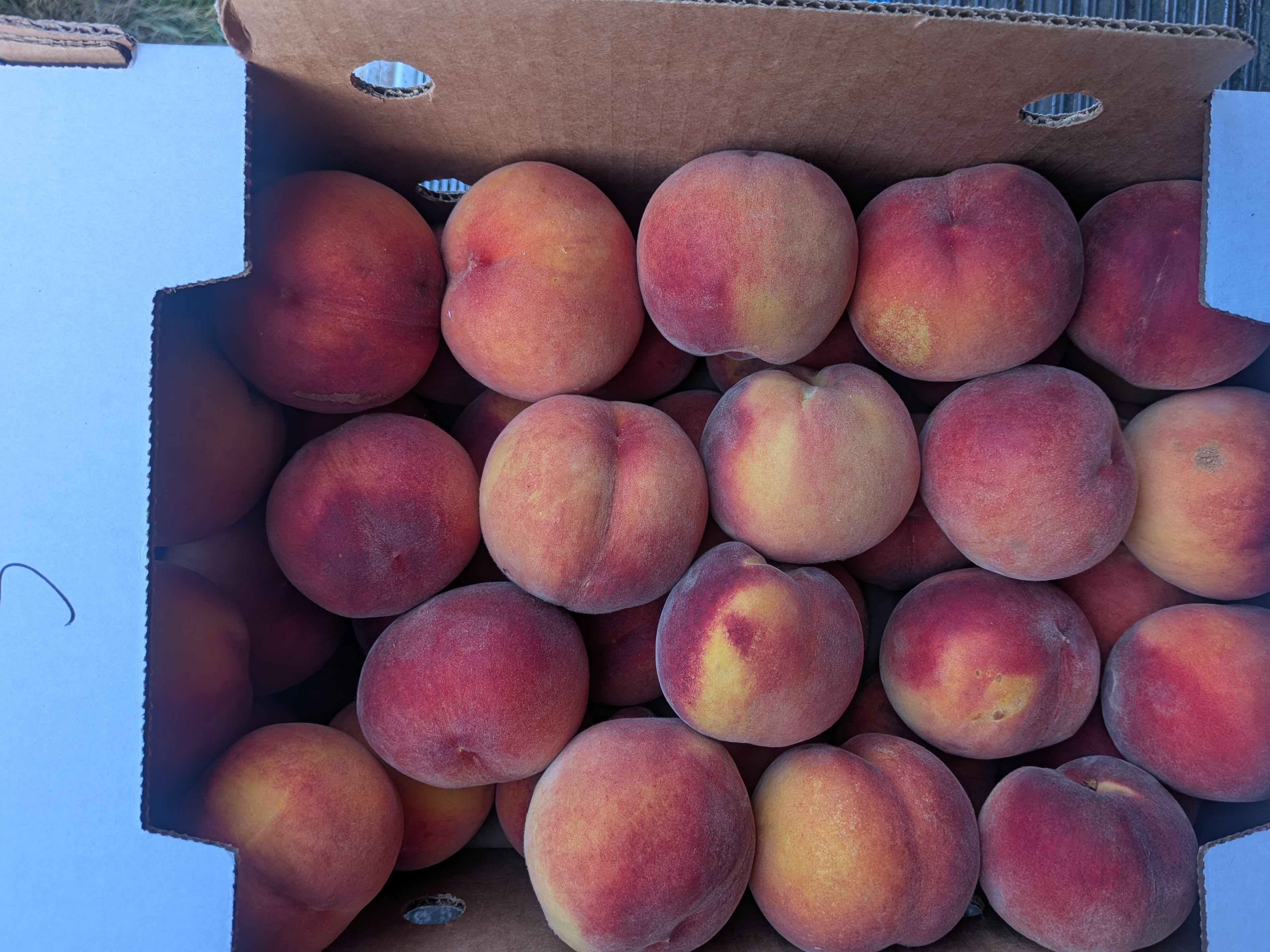 Peaches Suncrest 20 pounds