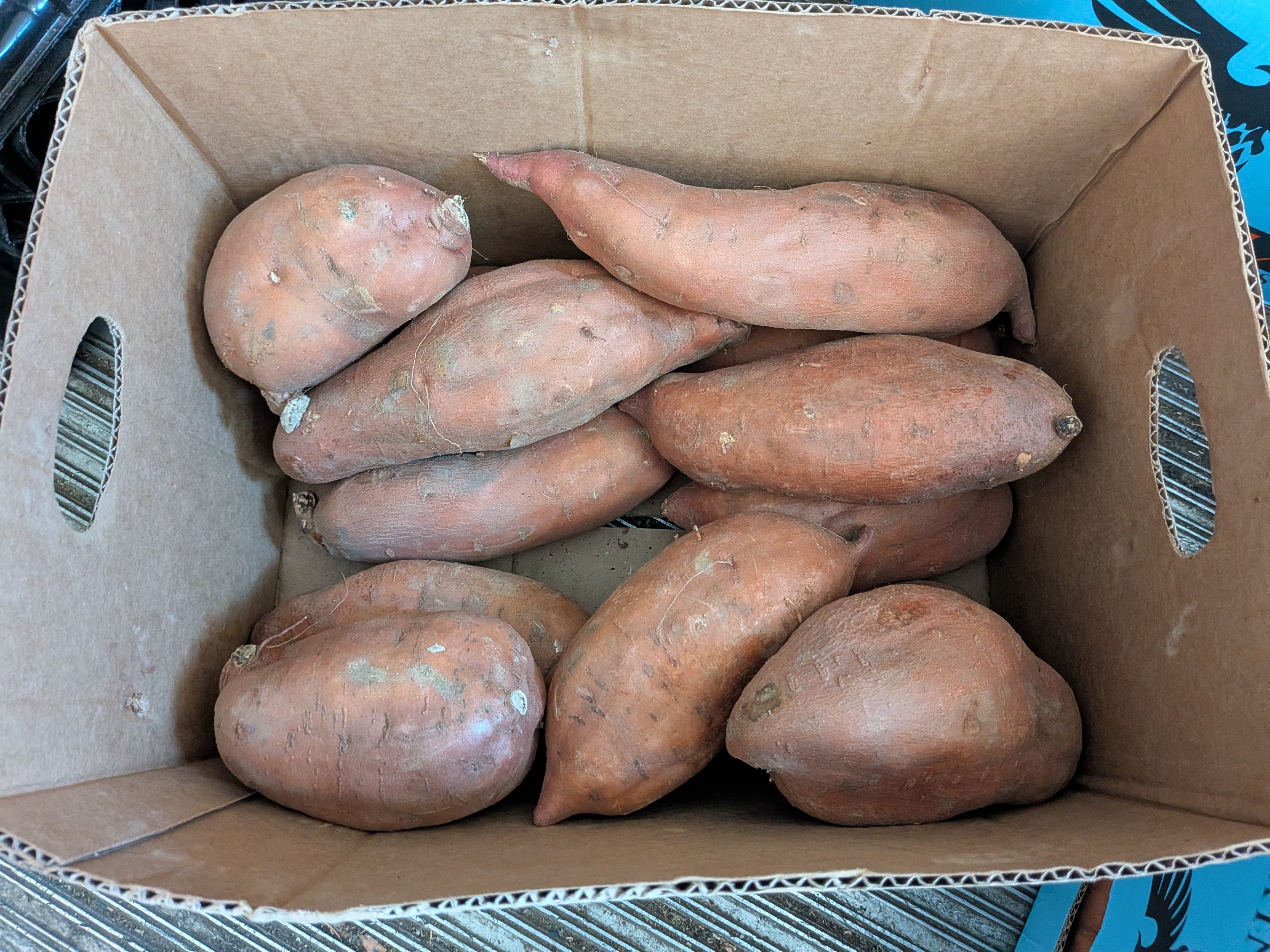 Yam Jumbo 20 pounds